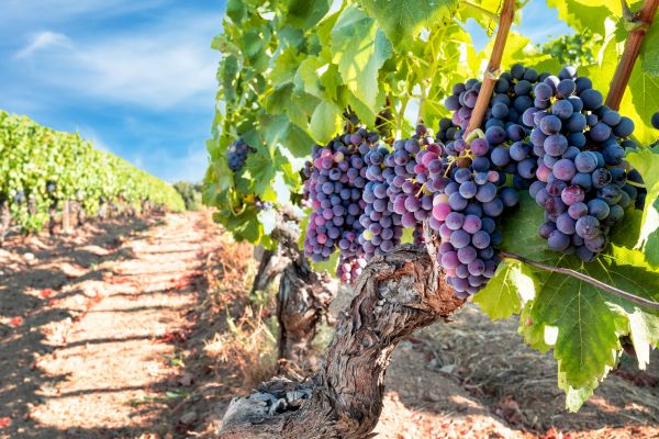 Cost of Grapevine Pruning in Albuquerque