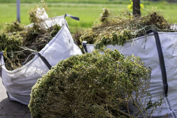 Cost of Shrubs Removal in Albuquerque