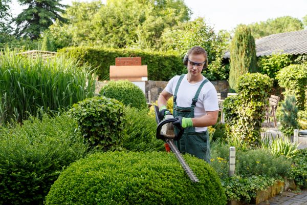 Cost of Shrubs Trimming in Albuquerque