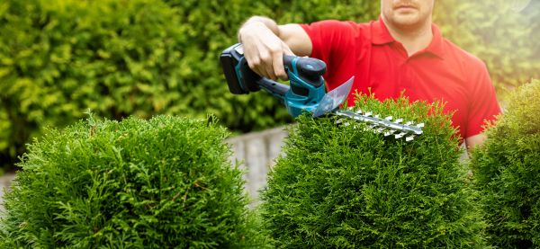 Cost of Hedge Shaping Service in Albuquerque