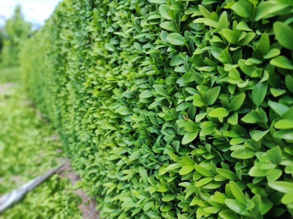 Cost of Boxwood Pruning in Albuquerque